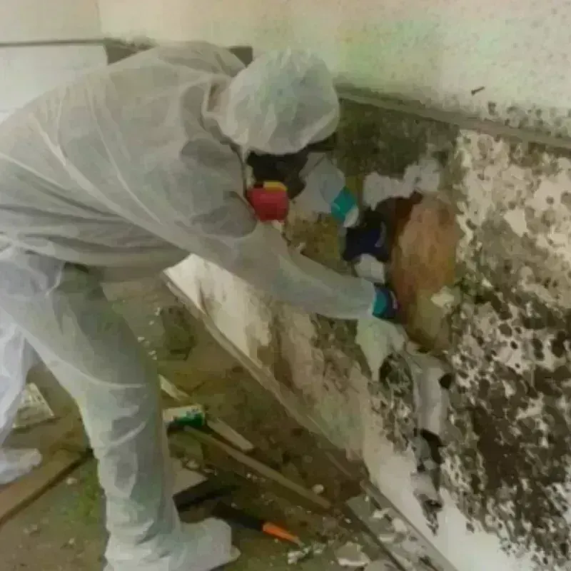 Mold Remediation and Removal in Union City, OH